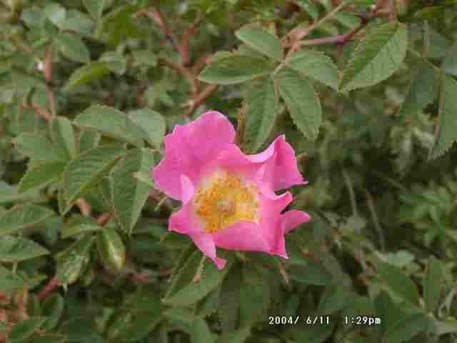 Japanese rose (J B Ratcliffe)