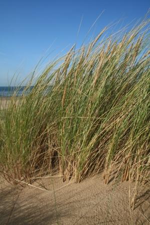 Marram grass: Ammophila arenaria  J B Ratcliffe